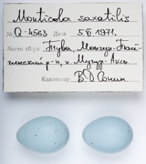 eggs_apart_Monticola_saxatilis201010061619