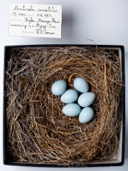 eggs_museum_Monticola_saxatilis201010061618