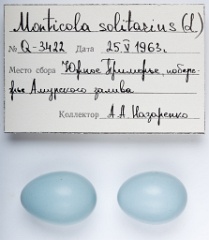 eggs_apart_Monticola_solitarius201010061616