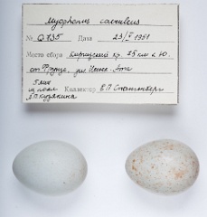 eggs_apart_Myophonus_caeruleus201010011501-1
