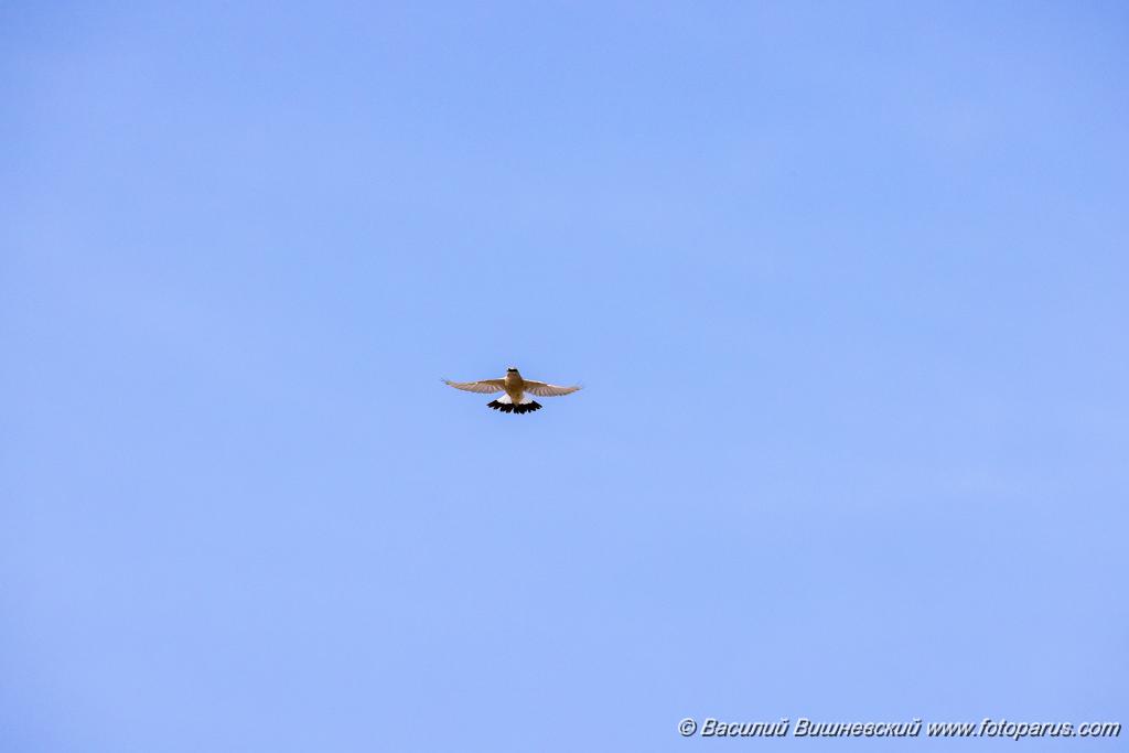 Oenanthe_isabellina_2024_0420_1052.jpg - Каменка-плясунья. Isabelline Wheatear (Oenanthe isabellina). Калмыкия, окрестности посёлка Октябрьский Яшалтинского района.
