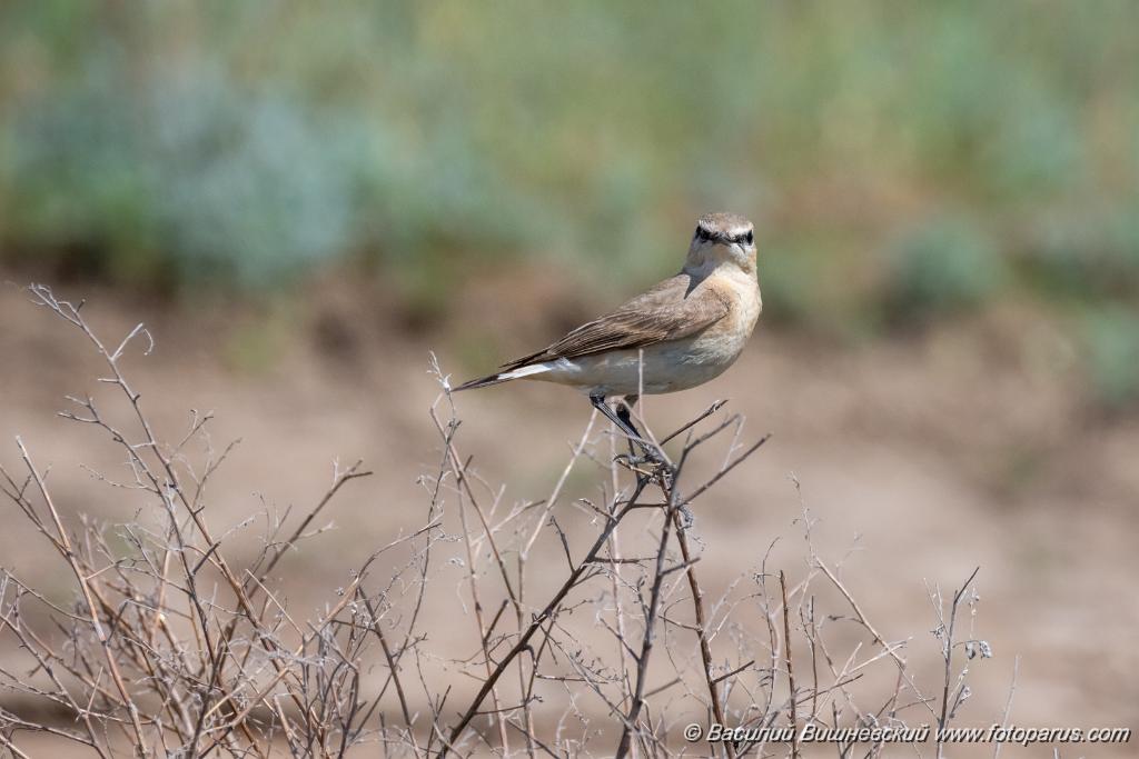 Oenanthe_isabellina_2024_0420_1120-3.jpg - Каменка-плясунья. Isabelline Wheatear (Oenanthe isabellina). Калмыкия, окрестности посёлка Октябрьский Яшалтинского района.