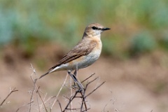 0_Oenanthe_isabellina_2024_0420_1120-4