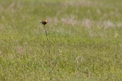 Oenanthe_isabellina_2024_0420_1047-2