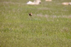 Oenanthe_isabellina_2024_0420_1047