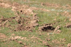 Oenanthe_isabellina_2024_0420_1049