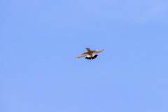 Oenanthe_isabellina_2024_0420_1052-5