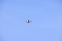 Oenanthe_isabellina_2024_0420_1052