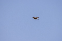 Oenanthe_isabellina_2024_0420_1053-5