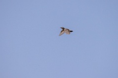 Oenanthe_isabellina_2024_0420_1053