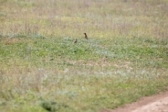 Oenanthe_isabellina_2024_0420_1111