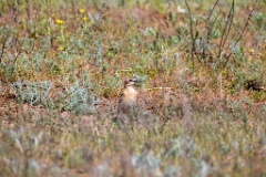 Oenanthe_isabellina_2024_0420_1114-2