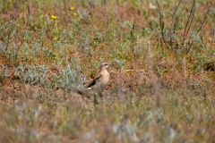 Oenanthe_isabellina_2024_0420_1114