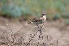 Oenanthe_isabellina_2024_0420_1120-3