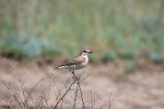 Oenanthe_isabellina_2024_0420_1120