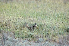 Oenanthe_isabellina_2024_0423_1606