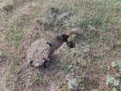 nest2404_Oenanthe_isabellina_2024_0424_0725