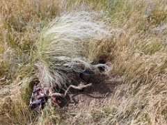 nest2505_Oenanthe_isabellina_2025_0517_0910