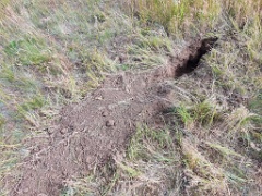 nest2505_Oenanthe_isabellina_2025_0517_0916