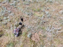 nest2505_Oenanthe_isabellina_2025_0517_1028