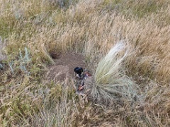 nest2505_Oenanthe_isabellina_2025_0518_1233