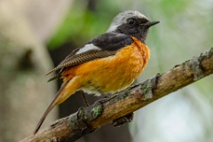 0_Phoenicurus_auroreus_2024_0610_1310-5