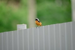 Phoenicurus_auroreus_2024_0603_1956