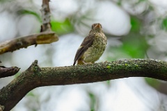 Phoenicurus_auroreus_2024_0610_1309-10