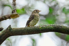 Phoenicurus_auroreus_2024_0610_1309-12