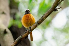 Phoenicurus_auroreus_2024_0610_1309-8