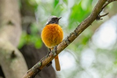 Phoenicurus_auroreus_2024_0610_1309