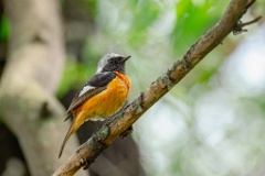 Phoenicurus_auroreus_2024_0610_1310-6