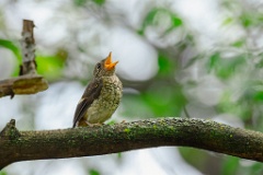 Phoenicurus_auroreus_2024_0610_1310