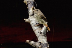 Phoenicurus_auroreus_2024_0610_1327