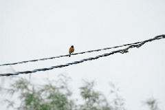 Phoenicurus_auroreus_2024_0617_1344