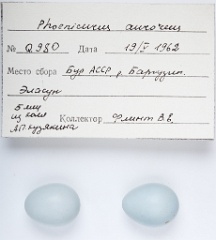 eggs_apart_Phoenicurus_auroreus201009301734