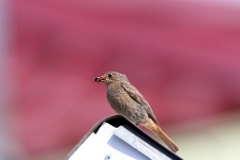 birds_feeding_Phoenicurus_ochruros201206021734