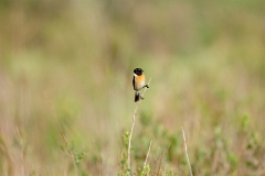 Saxicola_stejnegeri_2024_0610_1826-3