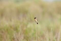 Saxicola_stejnegeri_2024_0610_1826-4