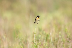 Saxicola_stejnegeri_2024_0610_1826