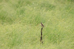 Saxicola_stejnegeri_2024_0613_0921