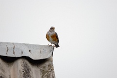 Turdus_hortulorum_2024_0617_1215-2