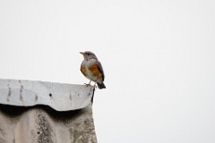 Turdus_hortulorum_2024_0617_1215