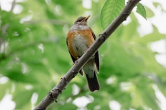 Turdus_hortulorum_2024_0617_1255-2