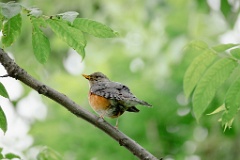 Turdus_hortulorum_2024_0617_1255