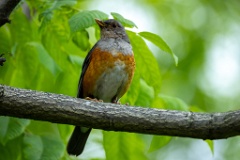 Turdus_hortulorum_2024_0617_1316-4