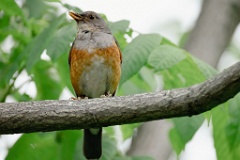 Turdus_hortulorum_2024_0617_1316
