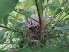 nest240616_Turdus_hortulorum_2024_0616_1523