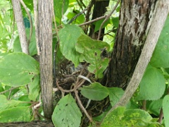 nest240618-3_Turdus_hortulorum_2024_0618_1211-3