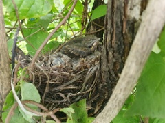 nest240618-3_Turdus_hortulorum_2024_0618_1211-4